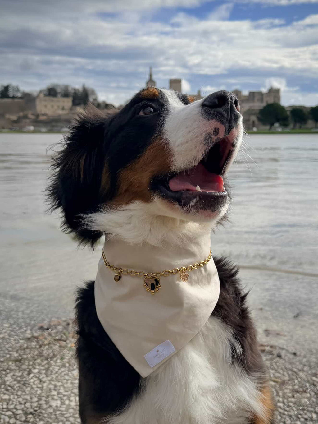 Chaîne à charms pour bandana canin