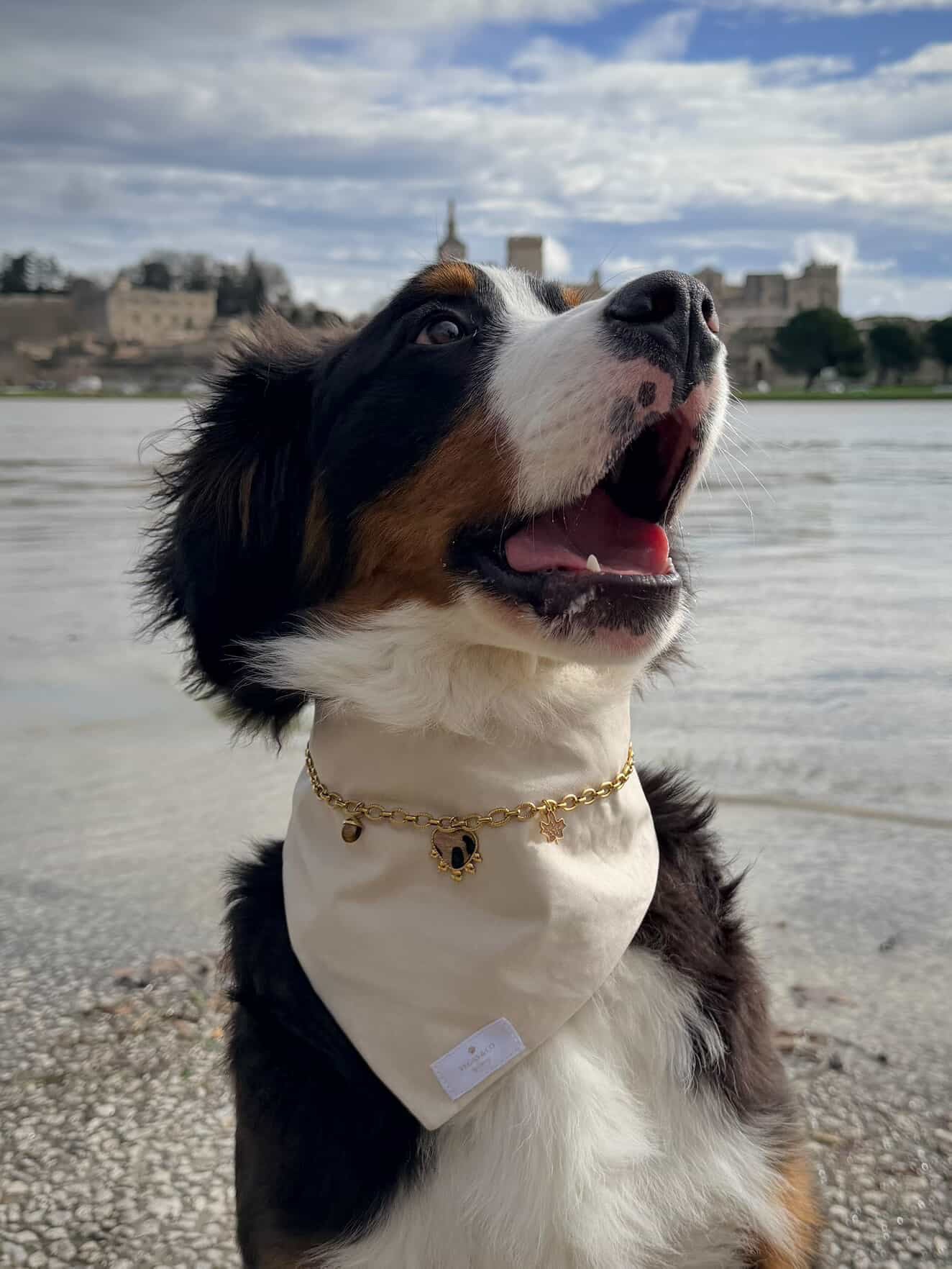 Chaîne à charms pour bandana canin